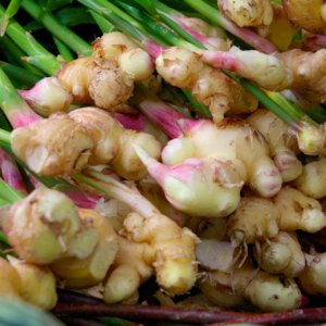 Steps to grow ginger