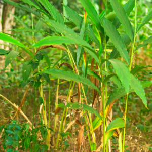 Harvesting ginger