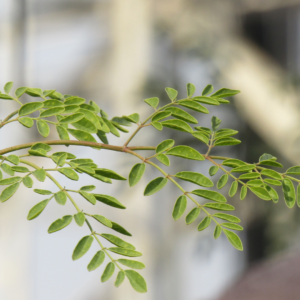 Moringa cuttings